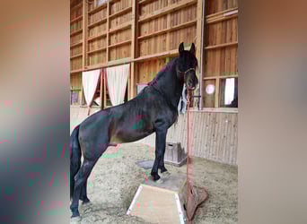 PRE Mix, Castrone, 12 Anni, 155 cm, Baio