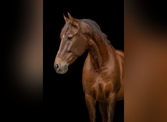 PRE, Castrone, 12 Anni, 162 cm, Sauro scuro