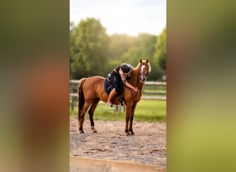 PRE Mix, Castrone, 12 Anni, 163 cm, Sauro