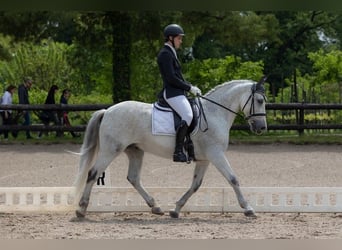 PRE, Castrone, 12 Anni, 164 cm, Grigio