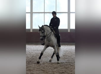 PRE Mix, Castrone, 12 Anni, 168 cm, Grigio