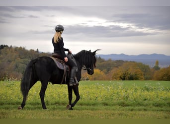 PRE, Castrone, 13 Anni, 155 cm, Morello