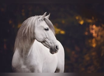 PRE Mix, Castrone, 13 Anni, 160 cm, Grigio