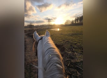 PRE Mix, Castrone, 13 Anni, 160 cm, Grigio