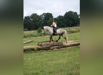 PRE Mix, Castrone, 13 Anni, 161 cm, Grigio
