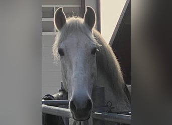 PRE Mix, Castrone, 13 Anni, 163 cm, Grigio trotinato