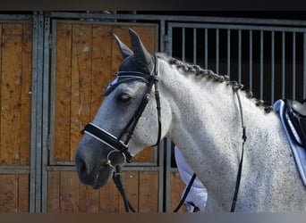 PRE, Castrone, 13 Anni, 164 cm, Grigio