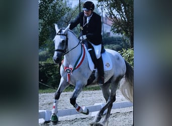 PRE, Castrone, 13 Anni, 164 cm, Grigio