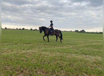 PRE Mix, Castrone, 13 Anni, 164 cm, Morello