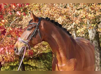 PRE Mix, Castrone, 13 Anni, 165 cm, Baio