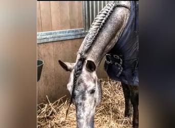 PRE, Castrone, 13 Anni, 165 cm, Grigio