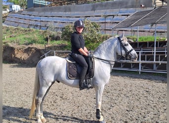 PRE Mix, Castrone, 13 Anni, 165 cm, Grigio pezzato