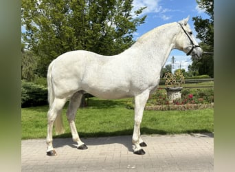 PRE Mix, Castrone, 13 Anni, 166 cm, Grigio pezzato