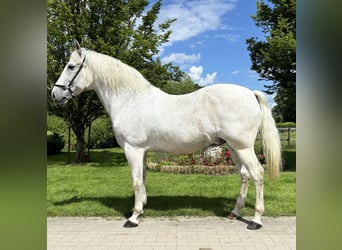 PRE Mix, Castrone, 13 Anni, 166 cm, Grigio pezzato