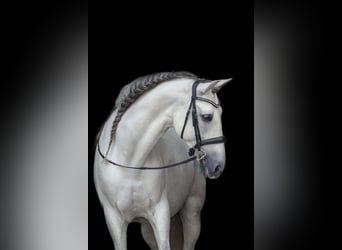 PRE, Castrone, 13 Anni, 167 cm, Grigio