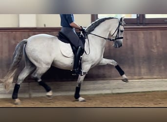 PRE, Castrone, 13 Anni, 167 cm, Grigio