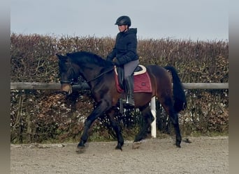 PRE Mix, Castrone, 14 Anni, 155 cm, Baio