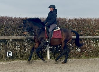 PRE Mix, Castrone, 14 Anni, 155 cm, Baio