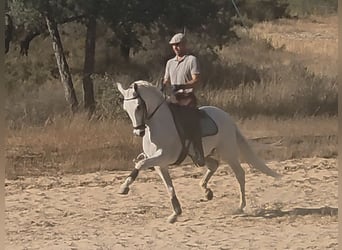 PRE Mix, Castrone, 14 Anni, 159 cm, Grigio