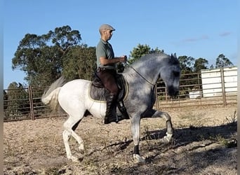 PRE Mix, Castrone, 14 Anni, 159 cm, Grigio