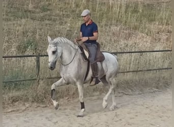 PRE Mix, Castrone, 14 Anni, 159 cm, Grigio