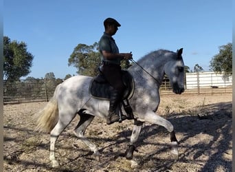 PRE Mix, Castrone, 14 Anni, 159 cm, Grigio