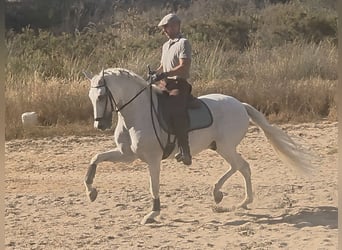 PRE Mix, Castrone, 14 Anni, 159 cm, Grigio