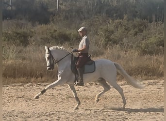 PRE Mix, Castrone, 14 Anni, 159 cm, Grigio