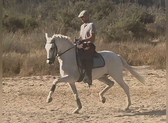 PRE Mix, Castrone, 14 Anni, 159 cm, Grigio