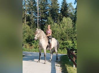 PRE Mix, Castrone, 14 Anni, 162 cm, Grigio trotinato