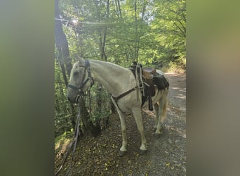 PRE, Castrone, 14 Anni, 169 cm, Grigio trotinato