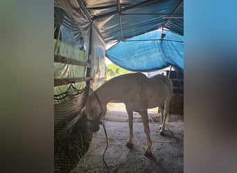 PRE, Castrone, 14 Anni, 169 cm, Grigio trotinato