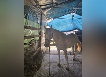 PRE, Castrone, 14 Anni, 169 cm, Grigio trotinato