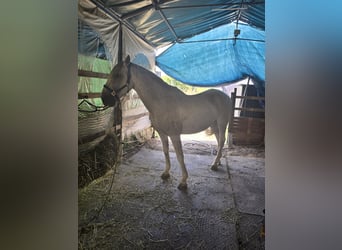 PRE, Castrone, 14 Anni, 169 cm, Grigio trotinato