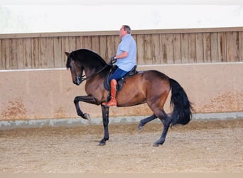 PRE, Castrone, 14 Anni, 170 cm, Baio
