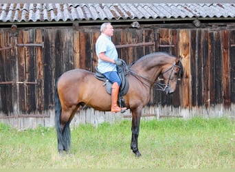 PRE Mix, Castrone, 14 Anni, 170 cm, Baio