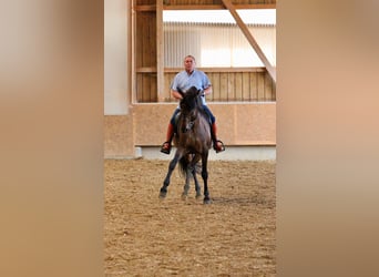 PRE Mix, Castrone, 14 Anni, 170 cm, Baio