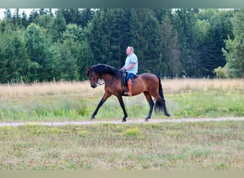 PRE, Castrone, 14 Anni, 170 cm, Baio