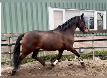 PRE, Castrone, 15 Anni, 162 cm, Baio