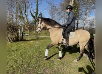 PRE, Castrone, 15 Anni, 162 cm, Pelle di daino