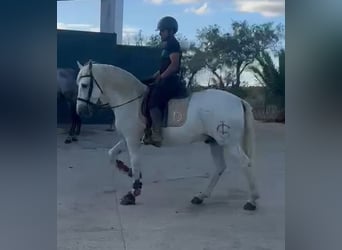 PRE, Castrone, 15 Anni, 163 cm, Grigio