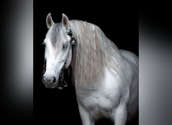 PRE, Castrone, 16 Anni, 154 cm, Grigio trotinato