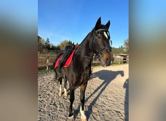 PRE Mix, Castrone, 16 Anni, 160 cm, Baio