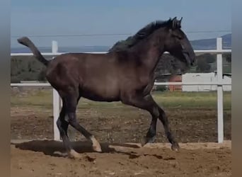 PRE Mix, Castrone, 1 Anno, 150 cm, Grigio