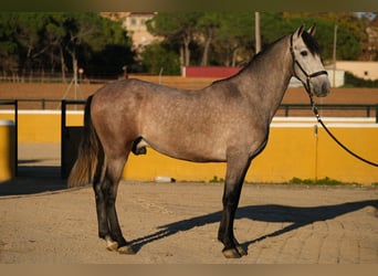 PRE Mix, Castrone, 2 Anni, 151 cm, Grigio rossastro