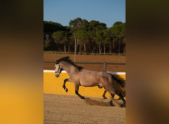 PRE Mix, Castrone, 2 Anni, 151 cm, Grigio rossastro