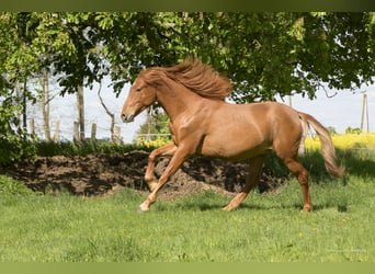 PRE Mix, Castrone, 2 Anni, 157 cm, Sauro