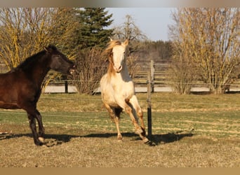 PRE, Castrone, 2 Anni, 161 cm, Perlino
