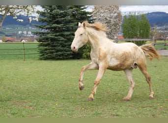 PRE, Castrone, 2 Anni, 161 cm, Perlino