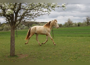 PRE, Castrone, 2 Anni, 161 cm, Perlino